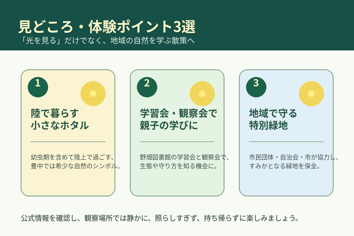 春日町ヒメボタルの見どころと学びのポイント3選