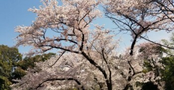 梅林(服部緑地)